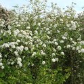 Viburnum x burkwoodii